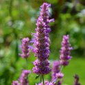 Agastache cana 'Purple Pigmy'